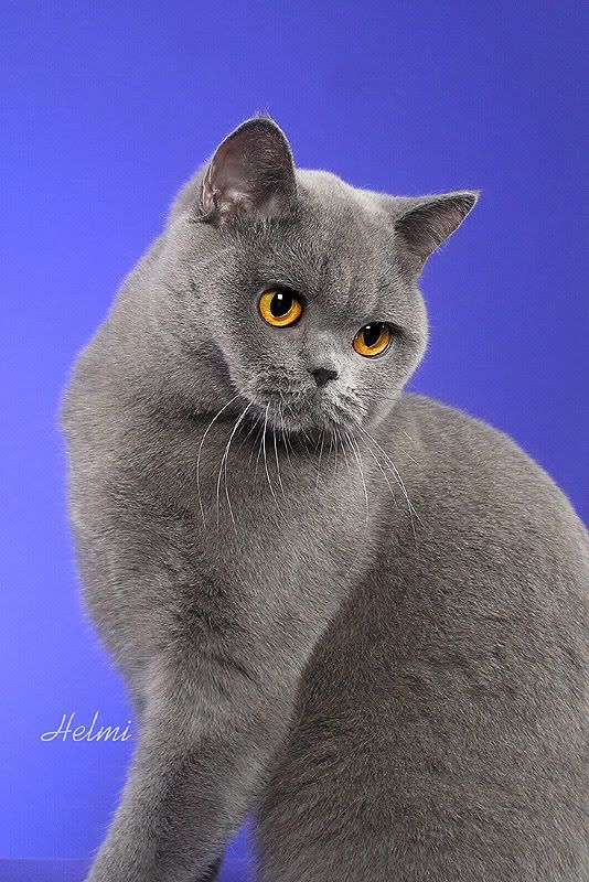 pretty British blue shorthair cat picture