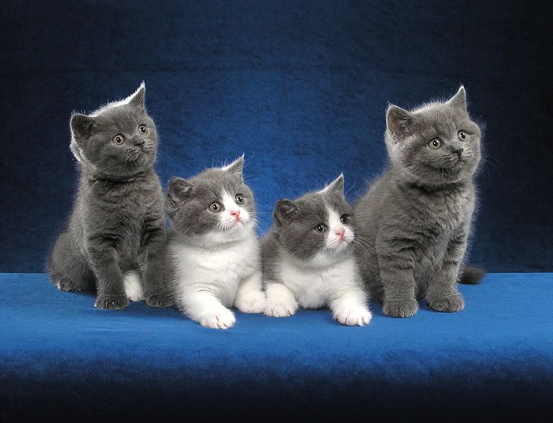 British blue Shorthair kitten