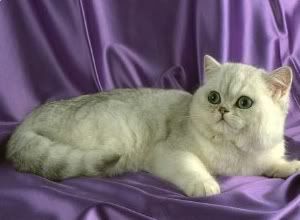 British white shorthair cat