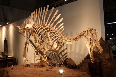 Spinosaurus_zps70d77374.jpg