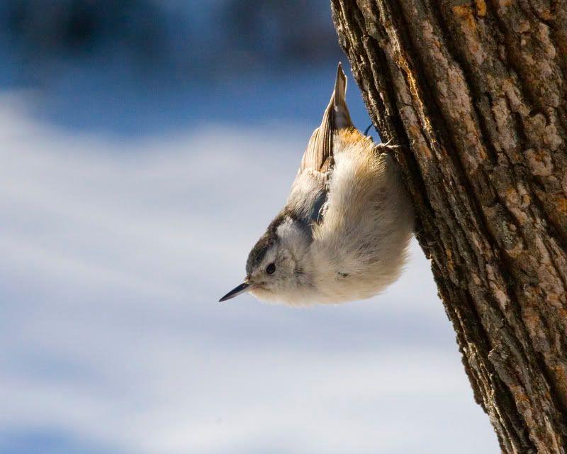 IMAGE: http://i93.photobucket.com/albums/l60/stoy17/Birds%2007B/IMG_20070215_5606.jpg