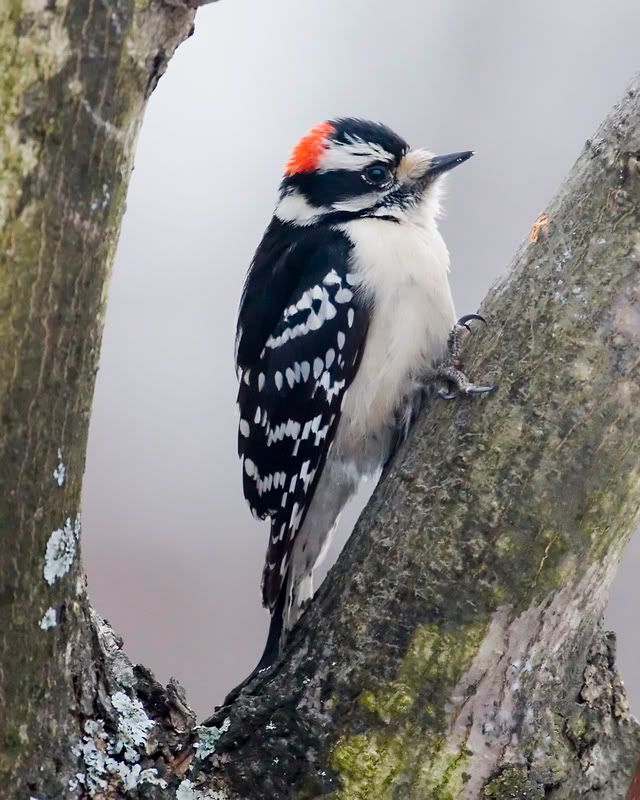 IMAGE: http://i93.photobucket.com/albums/l60/stoy17/Birds%202007/IMG_20070213_5094.jpg