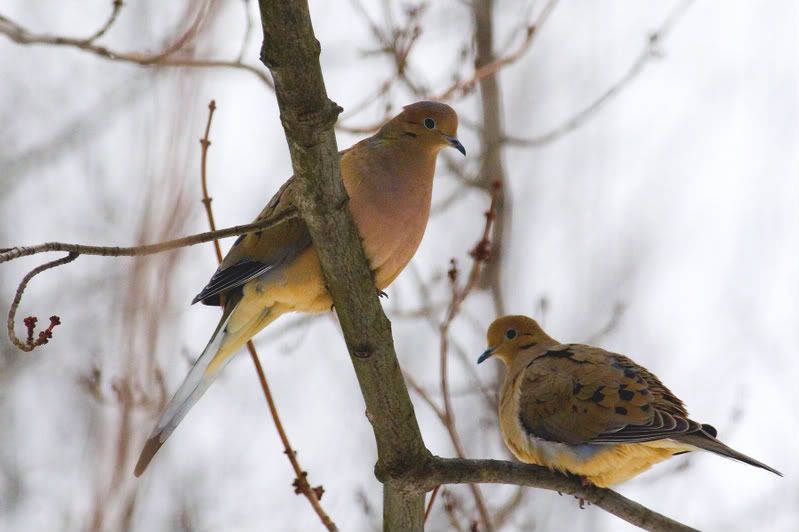 IMAGE: http://i93.photobucket.com/albums/l60/stoy17/Birds%202007/IMG_8402.jpg