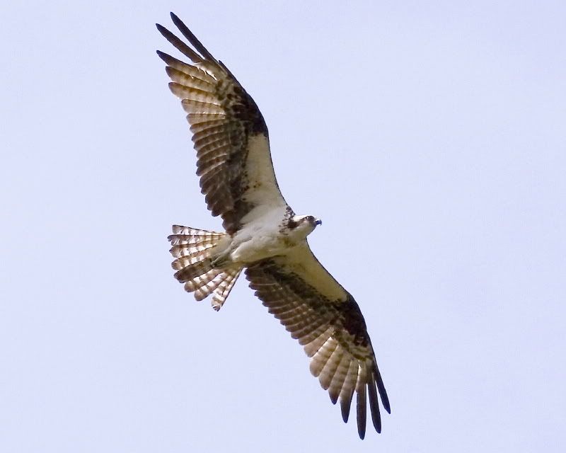 IMAGE: http://i93.photobucket.com/albums/l60/stoy17/Osprey07/IMG_20070522_9999_101.jpg