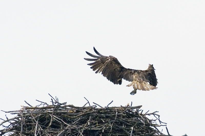 IMAGE: http://i93.photobucket.com/albums/l60/stoy17/Osprey07/IMG_20070522_9999_27.jpg