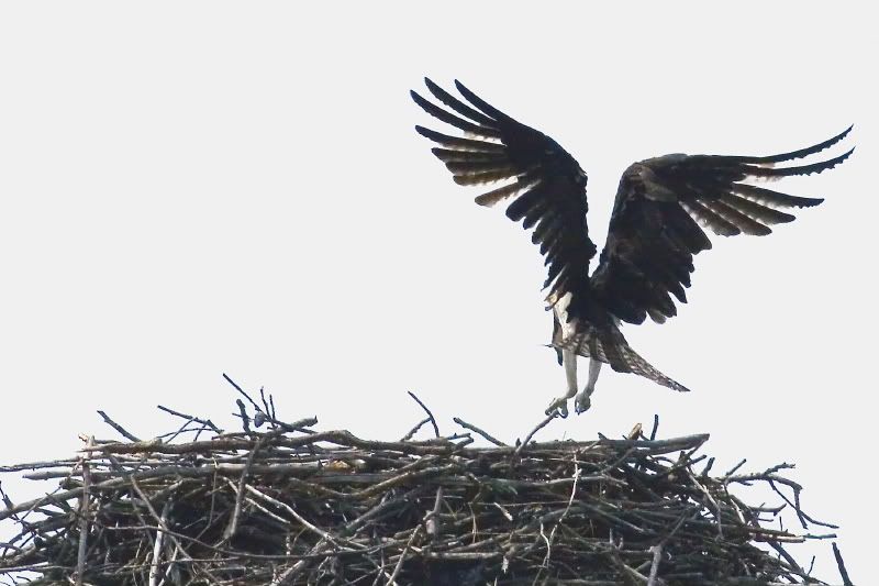 IMAGE: http://i93.photobucket.com/albums/l60/stoy17/Osprey07/IMG_20070522_9999_28.jpg