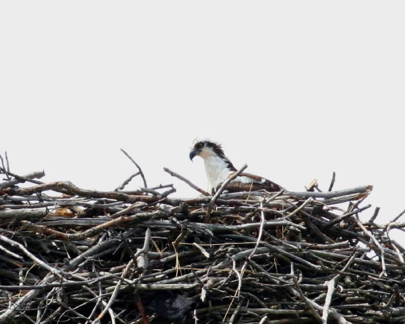 IMAGE: http://i93.photobucket.com/albums/l60/stoy17/Osprey07/IMG_20070522_9999_60.jpg