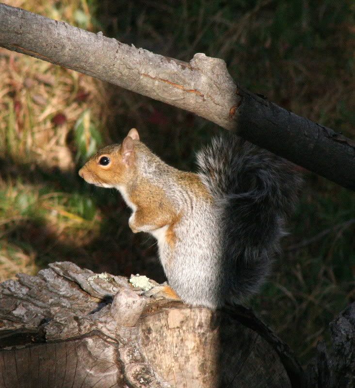 IMAGE: http://i93.photobucket.com/albums/l60/stoy17/TurkeySquirel/IMG_20061015_20541.jpg