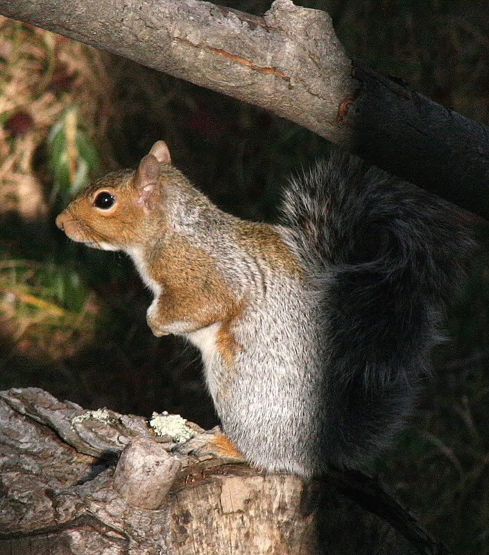 IMAGE: http://i93.photobucket.com/albums/l60/stoy17/TurkeySquirel/IMG_20061015_20561.jpg