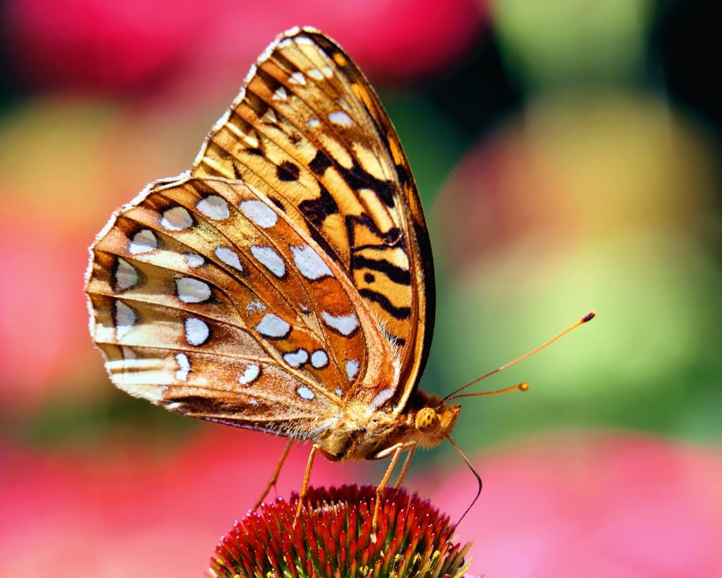 IMAGE: http://i93.photobucket.com/albums/l60/stoy17/butterflies09/IMG_3037AColorsAA_2.jpg