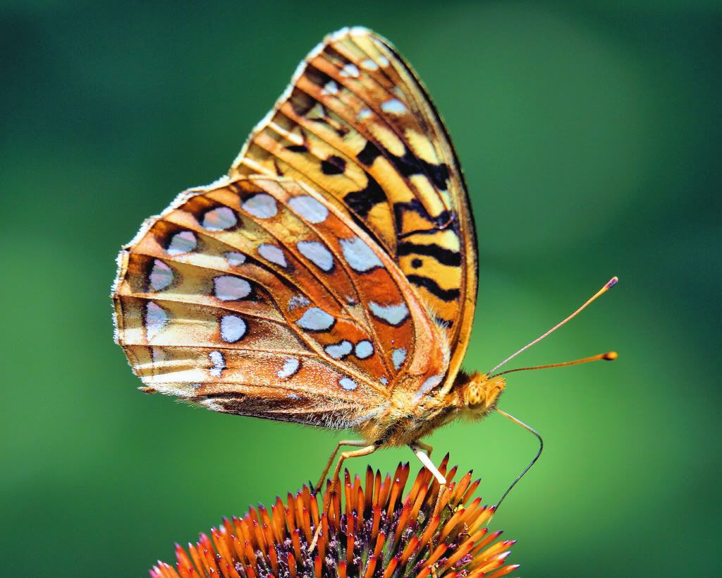 IMAGE: http://i93.photobucket.com/albums/l60/stoy17/butterflies09/IMG_3049A1aColorsA_2.jpg