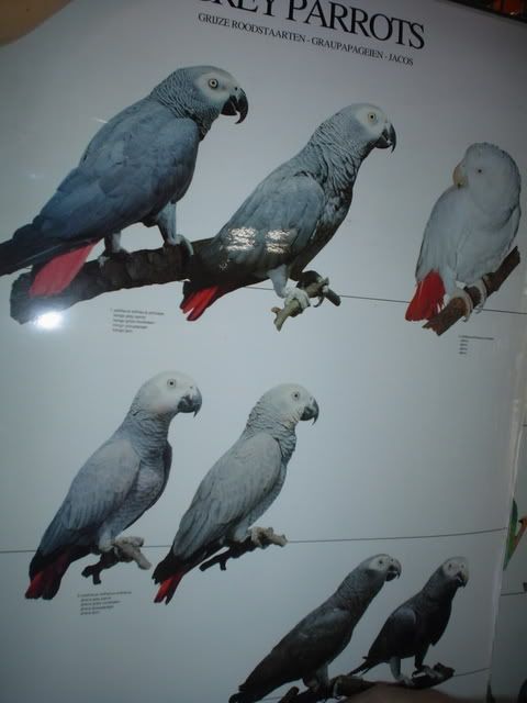 Albino African Grey