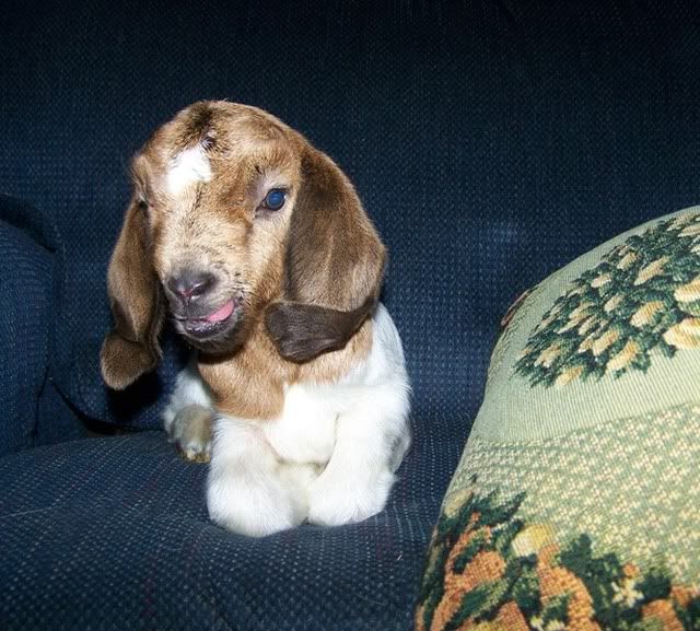 Help!!!how Long Does The Doe Have Colostrum??? - Goats