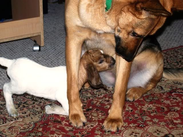 Help!!!how Long Does The Doe Have Colostrum??? - Goats