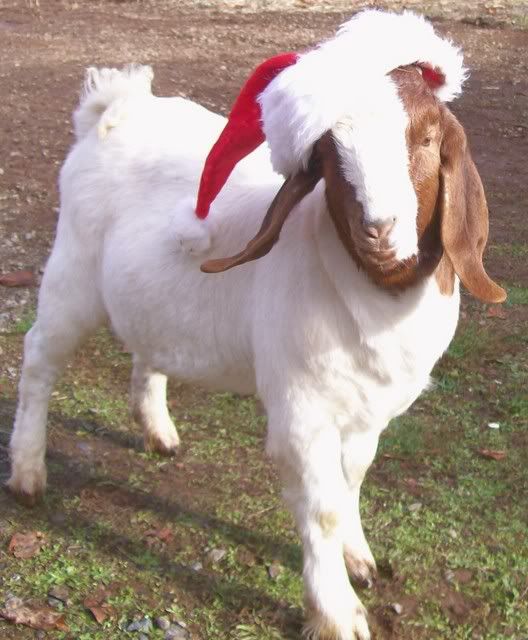 Lets See Em! (your Best Pictures! ) - Goats