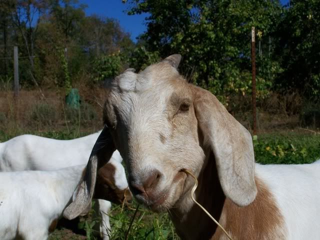 Lets See Em! (your Best Pictures! ) - Goats