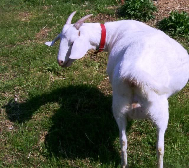 Do Ya think maybe she's PG????? - Goats