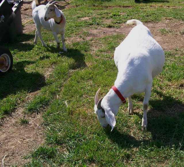 Do Ya think maybe she's PG????? - Goats