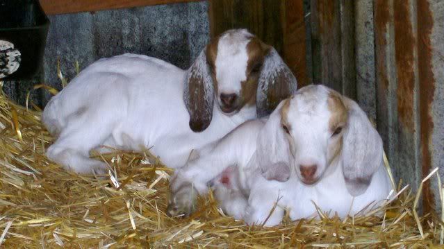 Do Ya think maybe she's PG????? - Goats