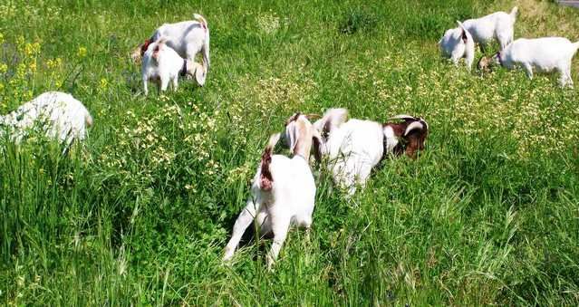 Do Ya think maybe she's PG????? - Goats