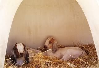 Still More Twin pics :) - Goats
