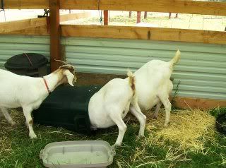 Lets See Em! (your Best Pictures! ) - Goats