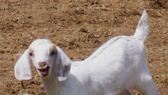 Lets See Em! (your Best Pictures! ) - Goats