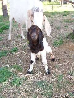 Baby Buckling - Goats