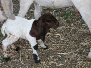 Baby Buckling - Goats