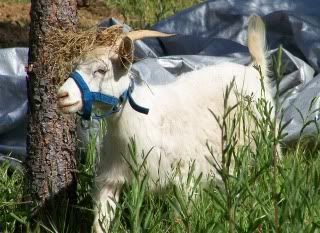 The Newest Fashion In Summer Goatwear - Goats
