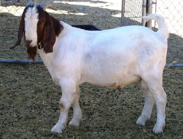 Please Critique my Buck :) - Goats