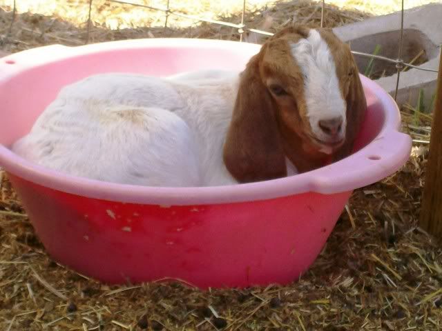 Lets See Em! (your Best Pictures! ) - Goats