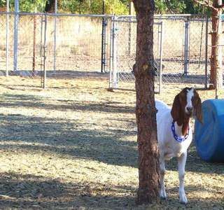 Lets See Em! (your Best Pictures! ) - Goats