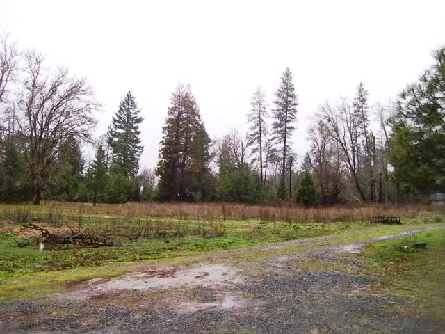 Goats in the Rain - Goats