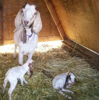 Promised pics of babies - Goats