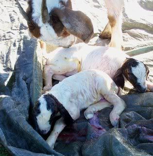 Promised pics of babies - Goats