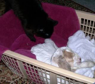 Promised pics of babies - Goats