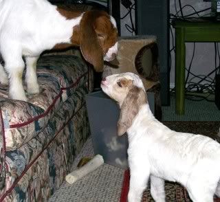 Promised pics of babies - Goats