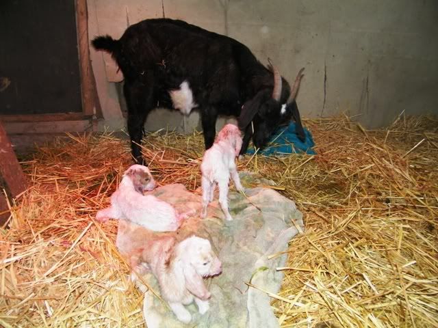 Triplets!!! - Goats