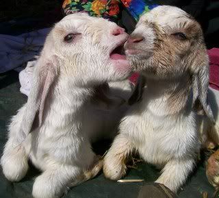 Fair weather kids!! - Goats