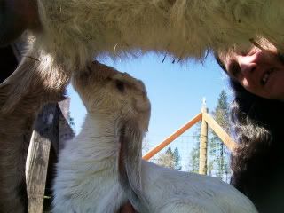 Fair weather kids!! - Goats