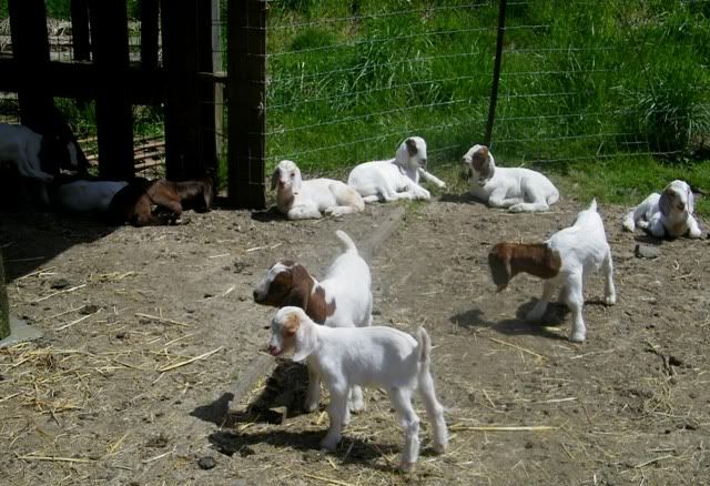 The Brat Pack - Goats