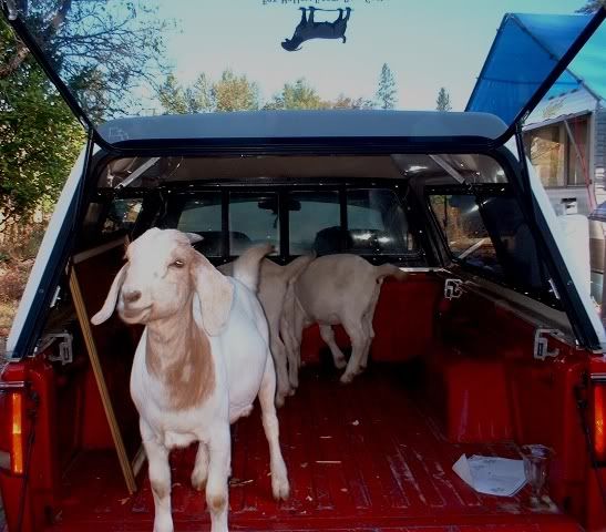 Lets See Em! (your Best Pictures! ) - Goats