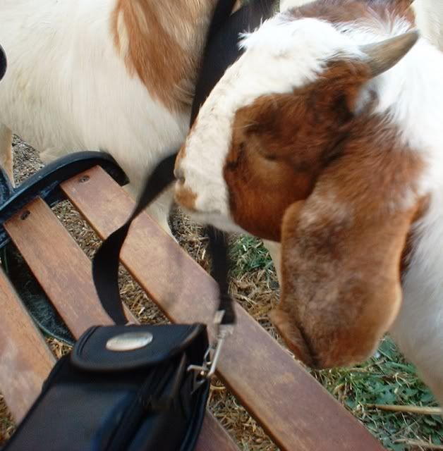 Lets See Em! (your Best Pictures! ) - Goats