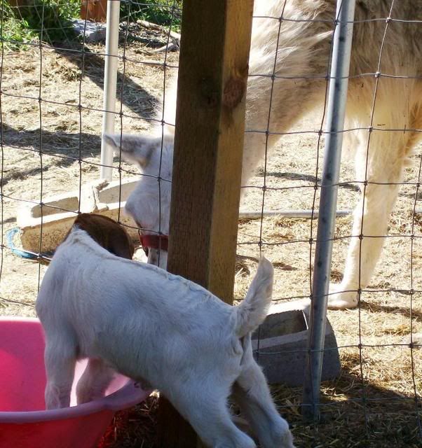 Lets See Em! (your Best Pictures! ) - Goats