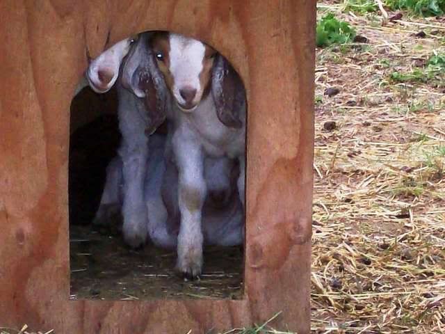 Lets See Em! (your Best Pictures! ) - Goats