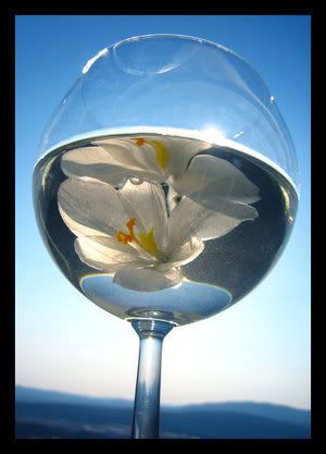 White Wine Flower Pictures, Images and Photos