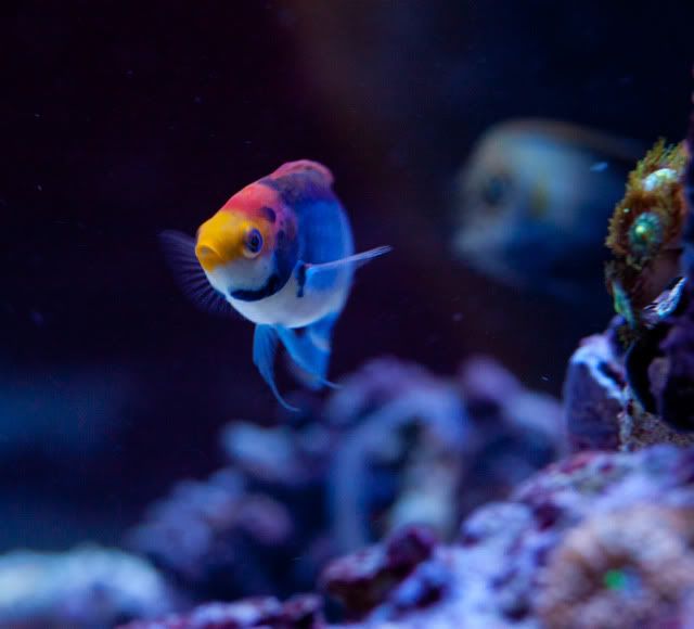 wrasse-1.jpg