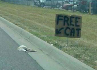 free-cat.jpg