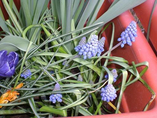 muscari15.jpg